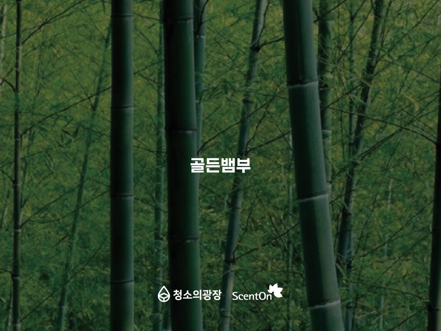 사무실향기추천_청소의광장_골든뱀부 사무실 향기 추천 두번째, 햇살 아래 싱그러운 대나무 숲 향이 느껴지는 골든뱀부 시향지