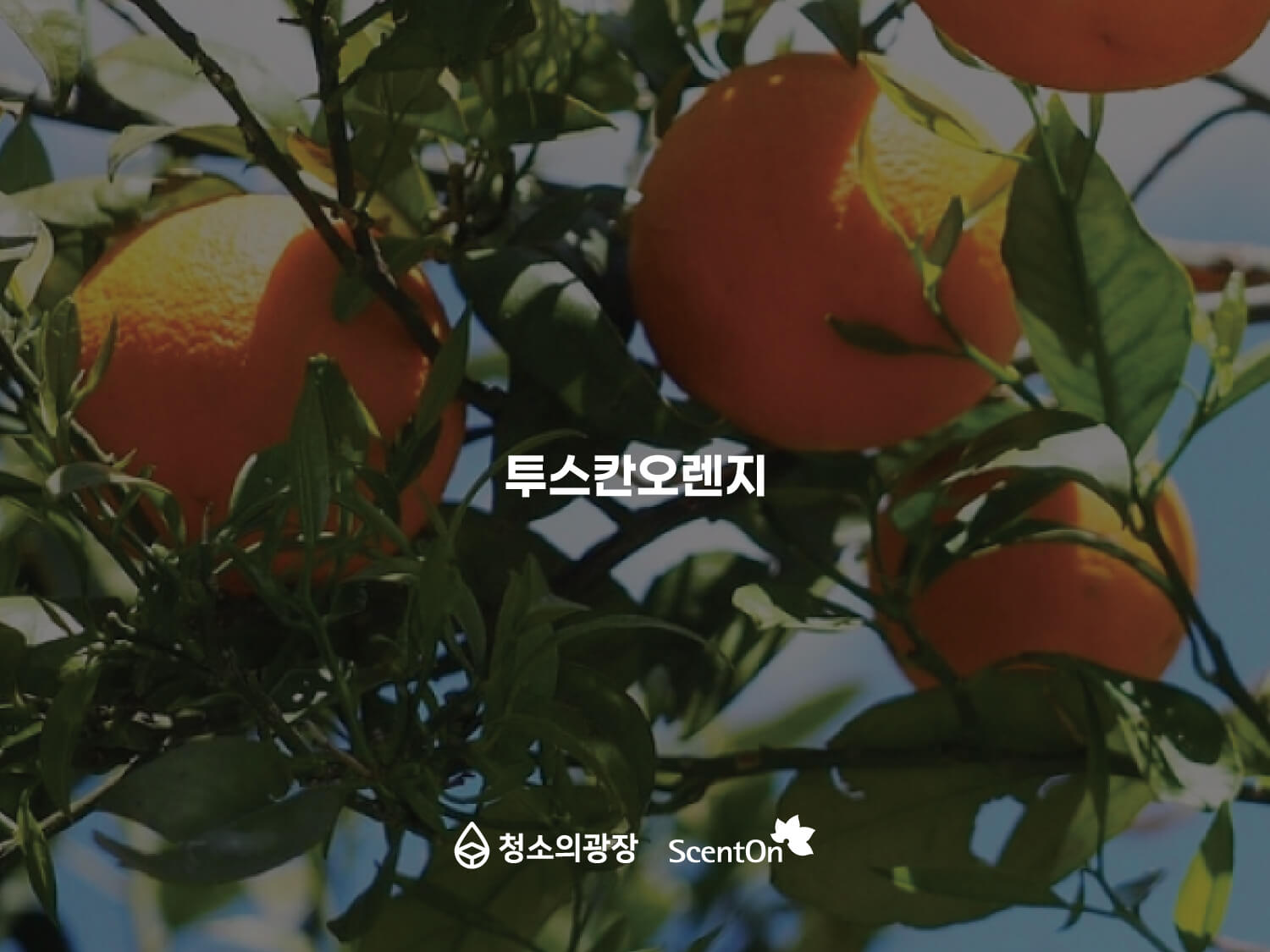 사무실향기추천_청소의광장_투스칸오렌지 사무실 향기 추천 세번째, 상큼한 오렌지와 이국적인 꽃향이 어우러진 투스칸오렌지 시향지