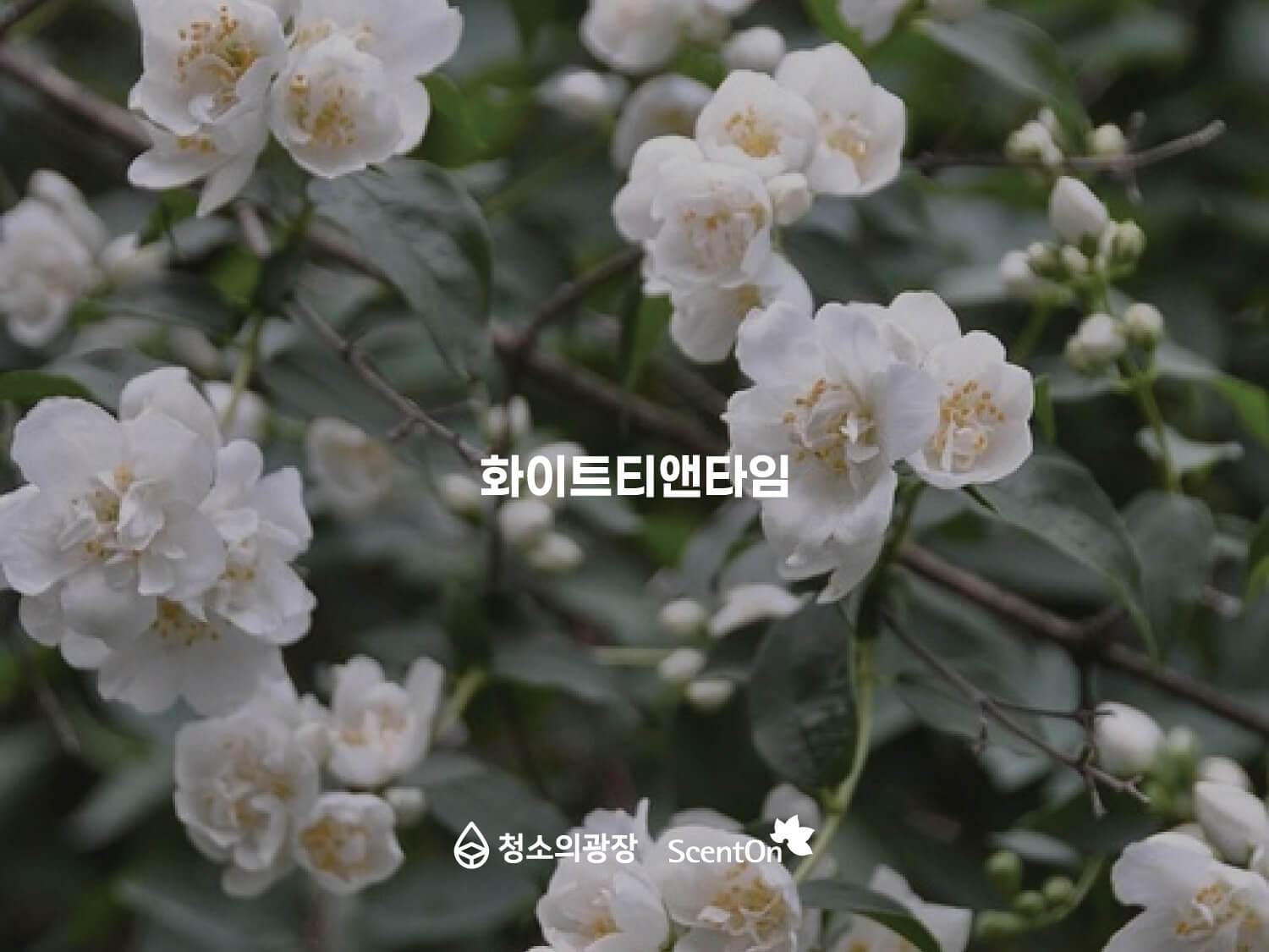 사무실향기추천_청소의광장_화이트티앤타임 사무실 향기 추천 네번째, 깨끗하고 은은하게 퍼지는 꽃과 티향을 느낄 수 있는 화이트티앤타임 시향지